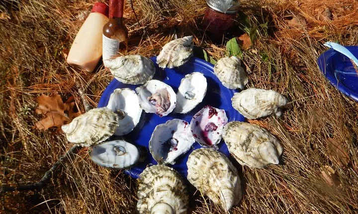 Oyster Farm & Complimentary Tasting Sea Kayak Tour in Casco Bay