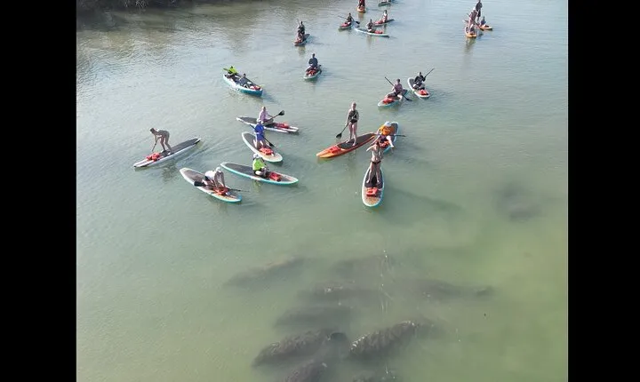 New Smyrna Dolphin and Manatee Kayak and SUP Adventure Tour