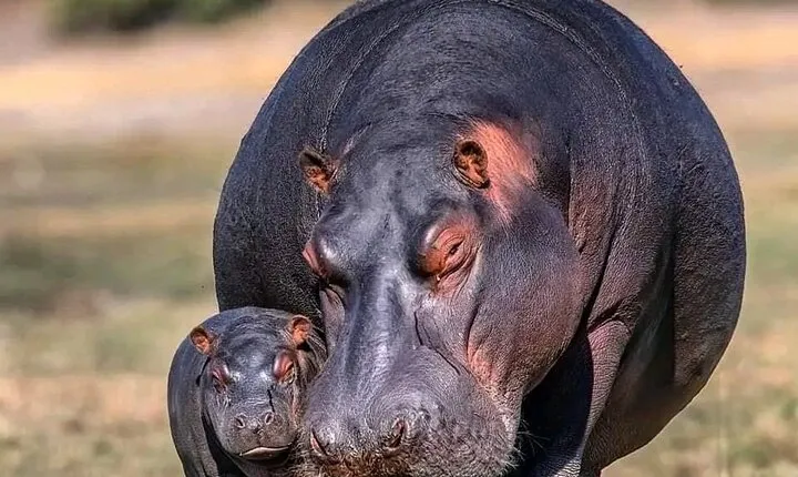 3 Days safari to Tarangire, Ngorongoro and Manyara national park