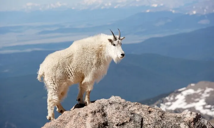 Mount Blue Sky Alpine Summit & Red Rocks Tour from Denver