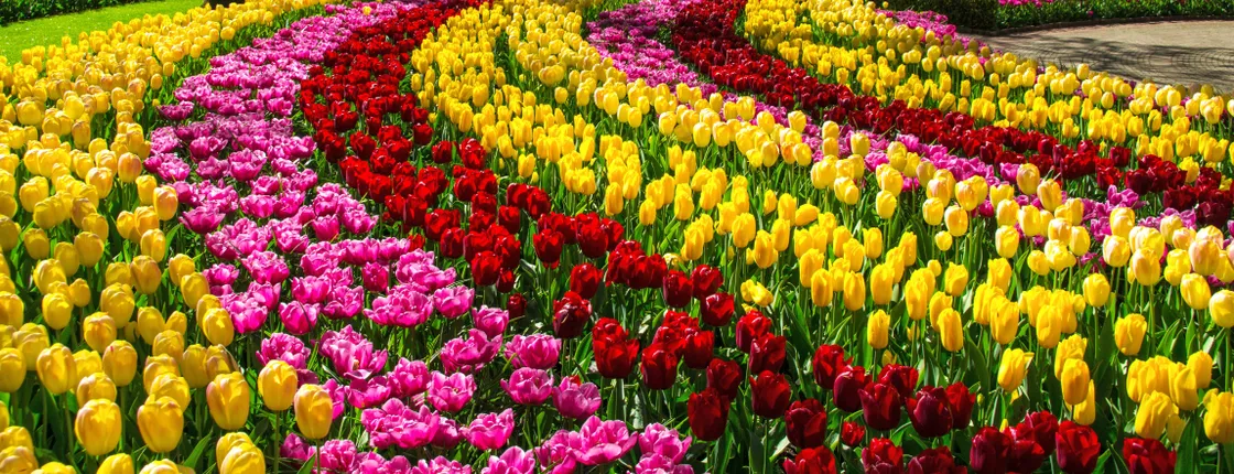 Keukenhof and flower fields bike guided tour