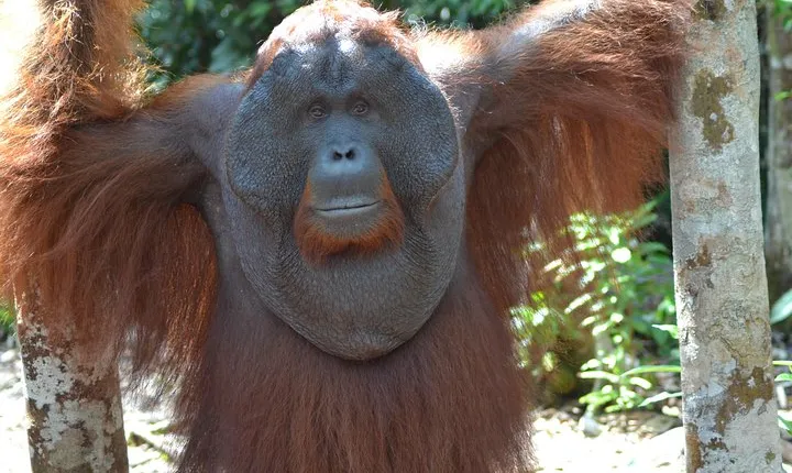 Dayak Lamandau & Orangutan Tanjung Puting Park Tour 6 Days