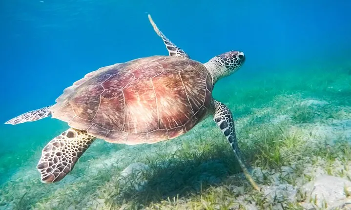 Red Sea Snorkeling from Hurghada