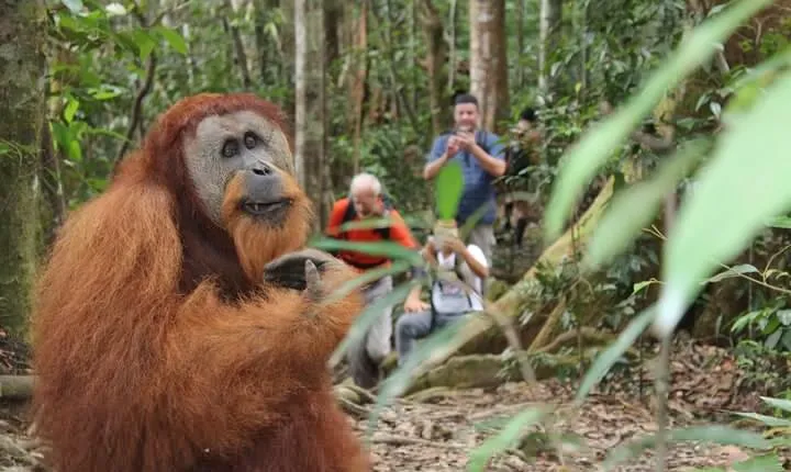 Bukit lawang tour 3days-2 night jungle trekking including rafting