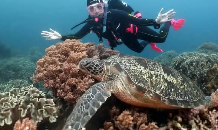 Diving And Snorkeling To Ras Mohamed And White Island By VIP Boat