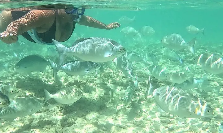 Snorkeling in Waikiki Many Fish All Levels Free Video & Pics! 
