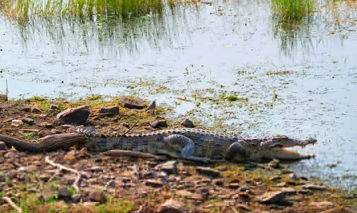 From Ranthambore:National Chambal Alligator Private Trip All Incl