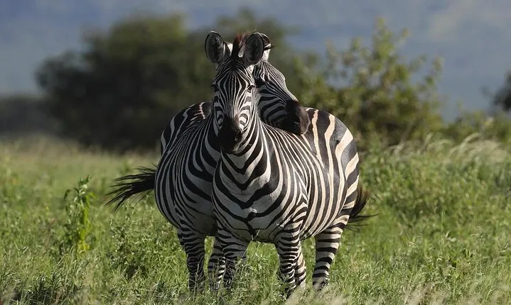 4 Days Great Ruaha Experience