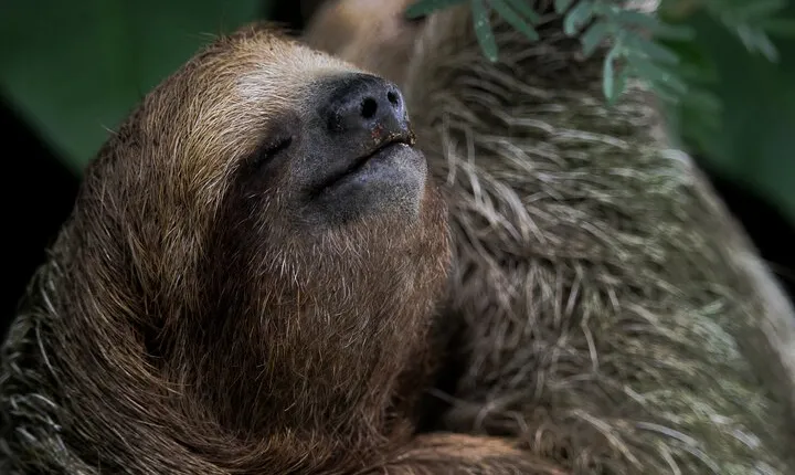 Arenal’s Best Sloth Tour: A Unique Wildlife Experience