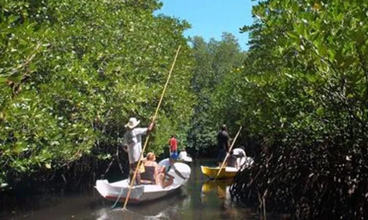 Mangrove Tour Nusa Lembongan Full Day Island Experience