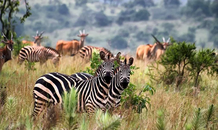 Wild West Tour | Uganda | 10 days