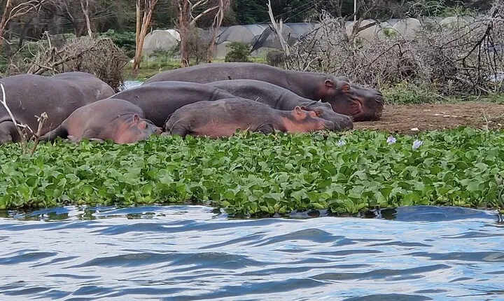 Day Tour To Hell's Gate National Park and Optional Boat Ride on Lake Naivasha.