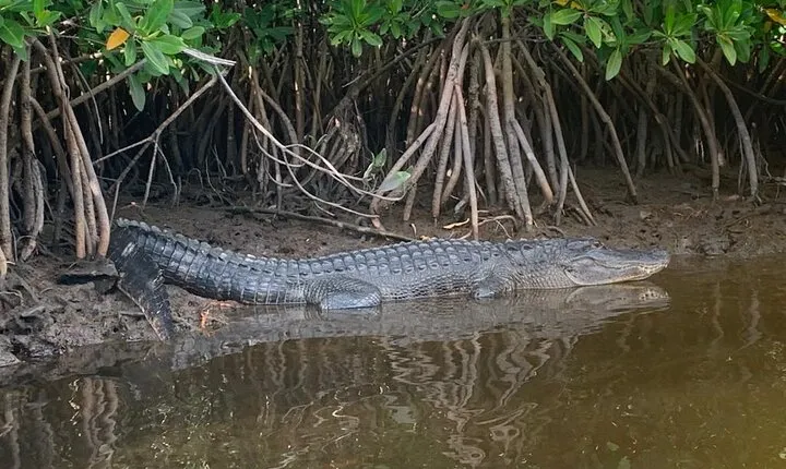 Everglades 3 Hour Kayak Eco Tour