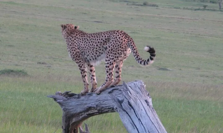 2 days - Masai mara Private Guided Tour from Nairobi
