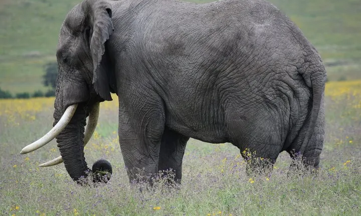 4 Day Camping Safari Adventure in Arusha