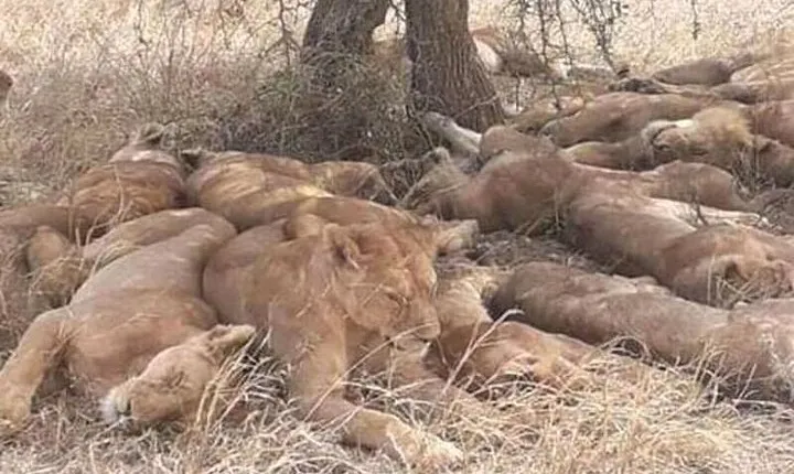 3 Days 2 Nights Safari to Mikumi National Parks by bus transfer
