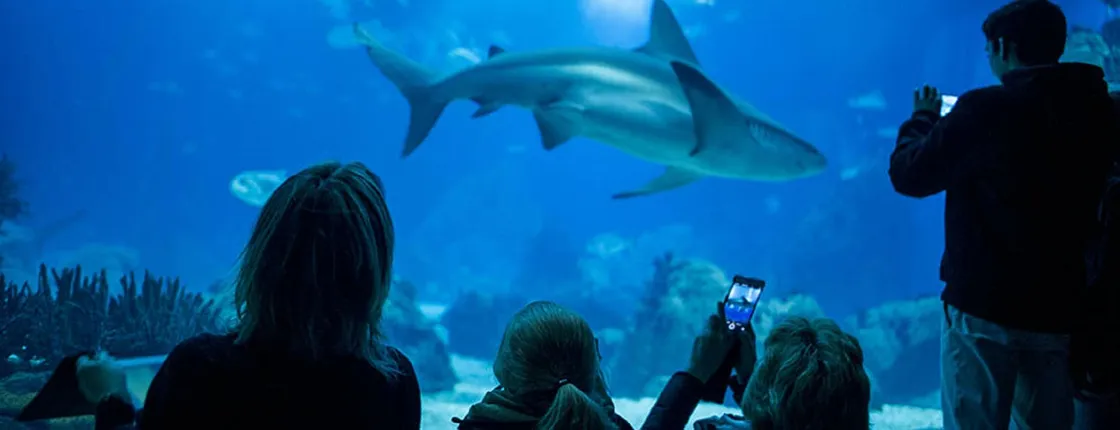Lisbon Oceanarium entrance tickets