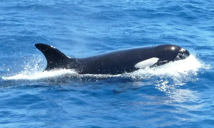 Full-Day Killer Whale Expedition from Albany