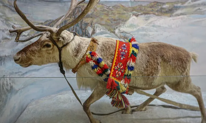 Discover Sami Culture for Tromso Museum Expedition