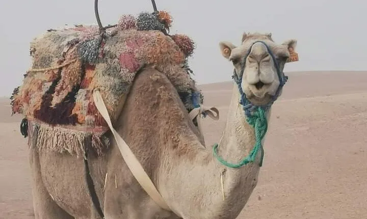 Private Camel Ride in Agafay Desert with Dinner Included