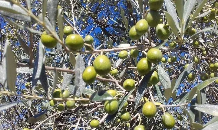Extra Virgin Olive Oil Experience