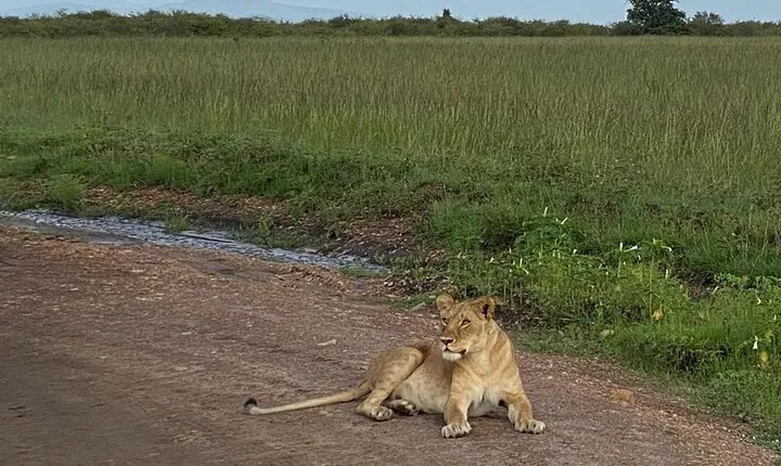 Nairobi national park and Giraffe center