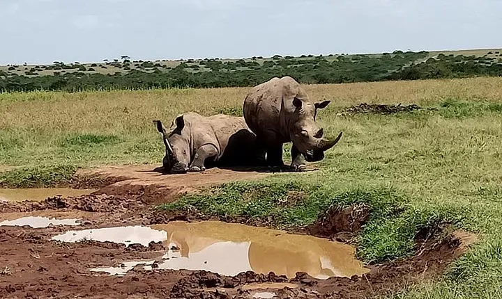 5 Days Olpejeta Conservancy & Solio Rhino sanctuary