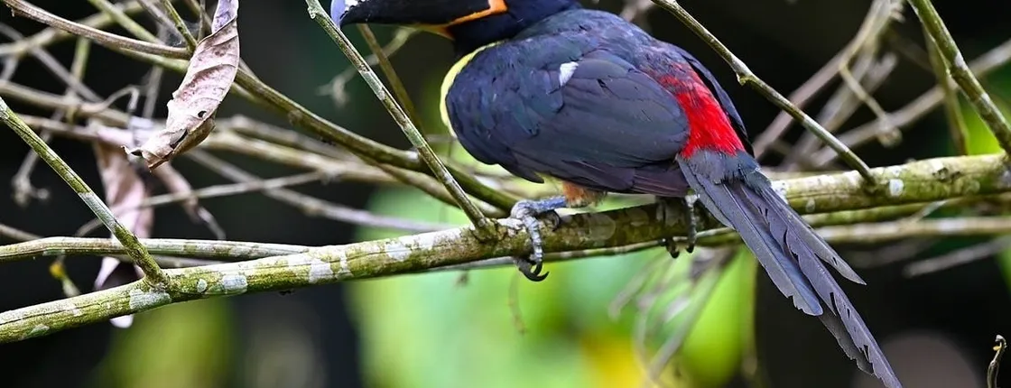 Guided birdwatching tour to Equadorian AMazon Clay Lick