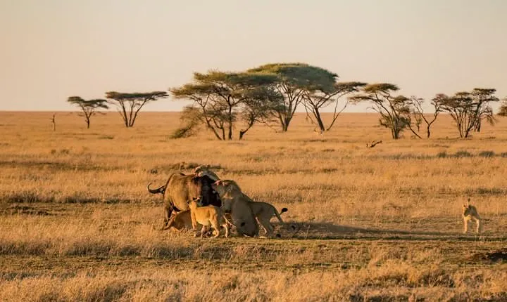 9 Days Family Safari - Tanzania Northern Circuit