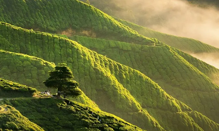 Full-day Cameron Highlands Day Trip from Kuala Lumpur