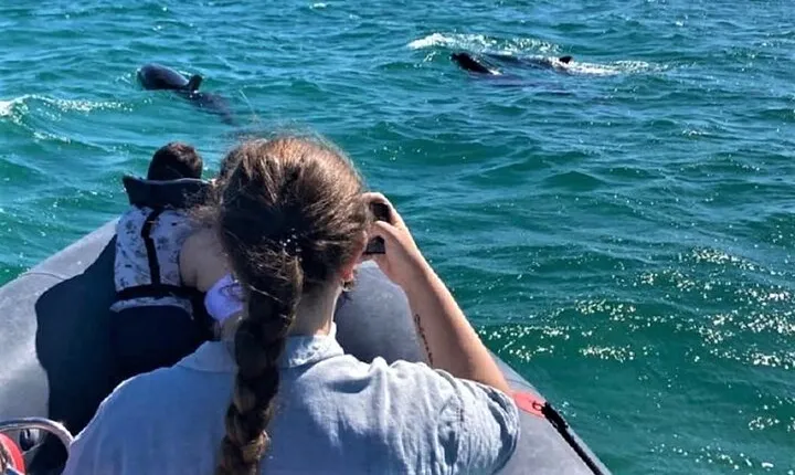 Dolphin watching in Setúbal