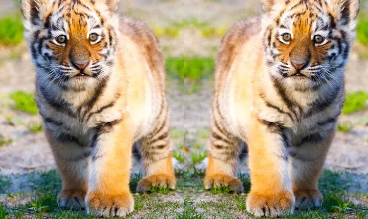 4 Days Golden Triangle Tour with Ranthambore Tiger Safari 