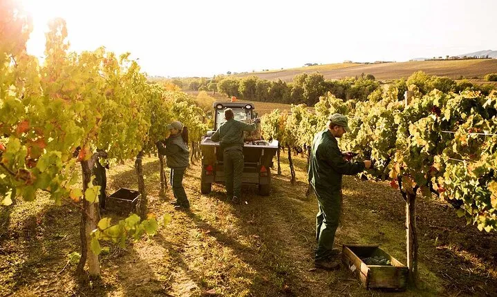 Exclusive Assisi & Sagrantino di Montefalco Wines from Florence 