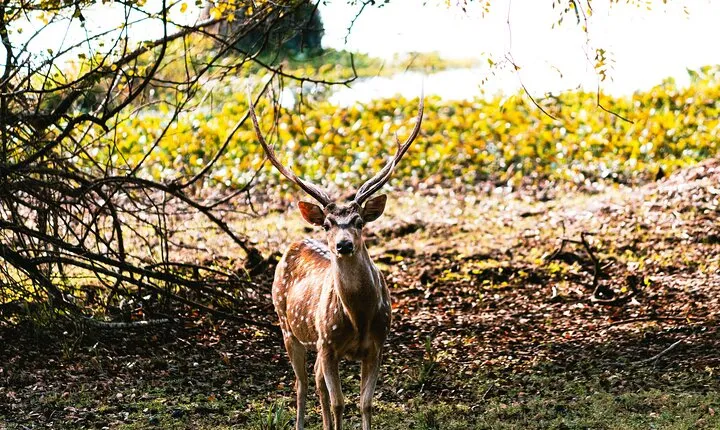 Wilpattu National Park Day tour From Negombo