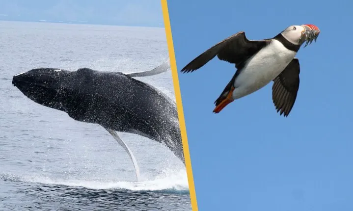Iceland Super Saver: Puffin Cruise plus Whale-Watching Tour from Reykjavik