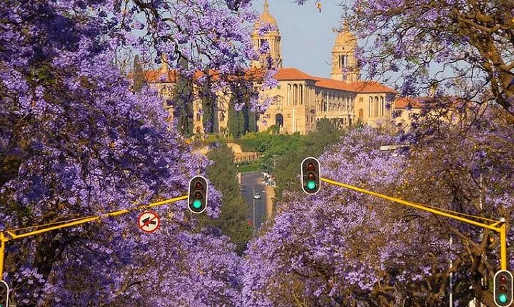 Jacaranda City Tour(Half Day)