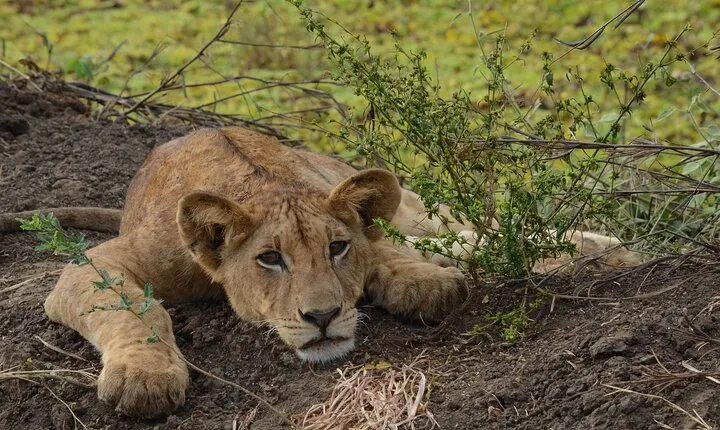 Full Day Trip to Mikumi National Park from Zanzibar