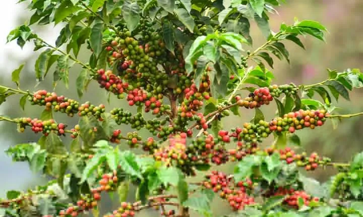 Coffee Tour in Kenya`s oldest coffee farm