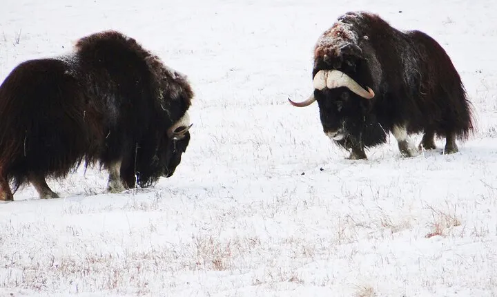 Arctic Day: Yukon Wildlife Half Day Viewing Tour