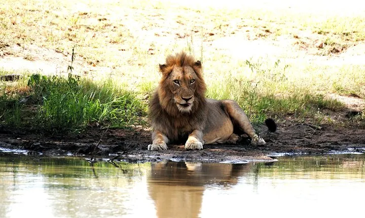 2 Nights Lion King Safari to Kruger from Nelspruit