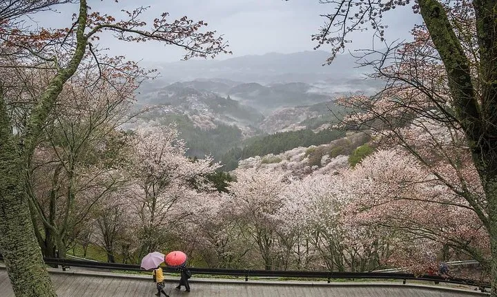 Nara Like a Local: Customized Private Tour
