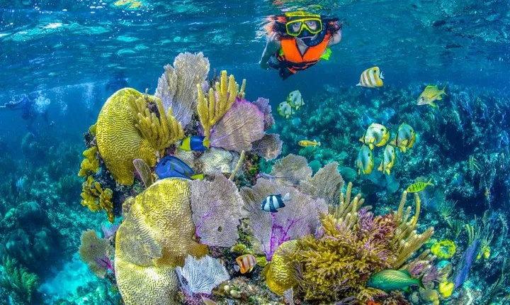 Reef Snorkel In National Park In Puerto Morelos With Lunch And Transportation