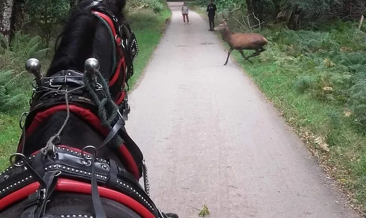 Killarney National Park Tour