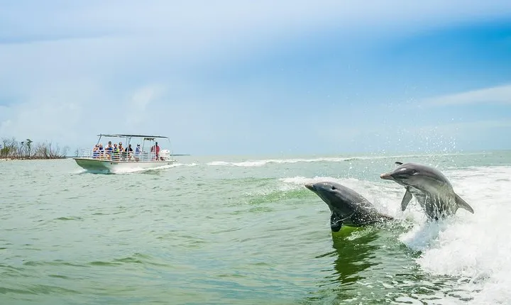 Marco Island Dolphin Sightseeing Tour