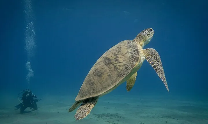 Swimming With Turtles at Marsa Mubarak from Marsa Alam