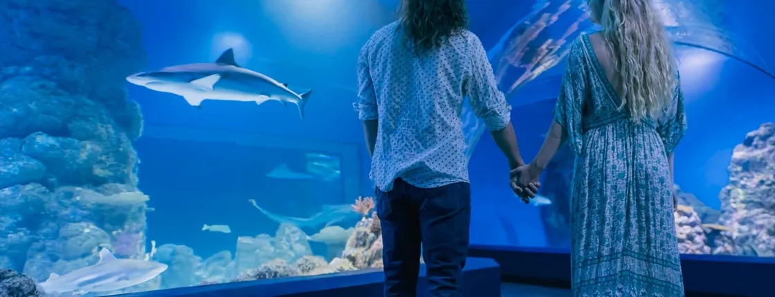 Cairns aquarium twilight two hour guided tour and entrance ticket