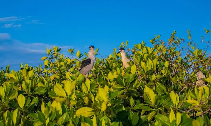 Best Birdwatching Lagoon Tour