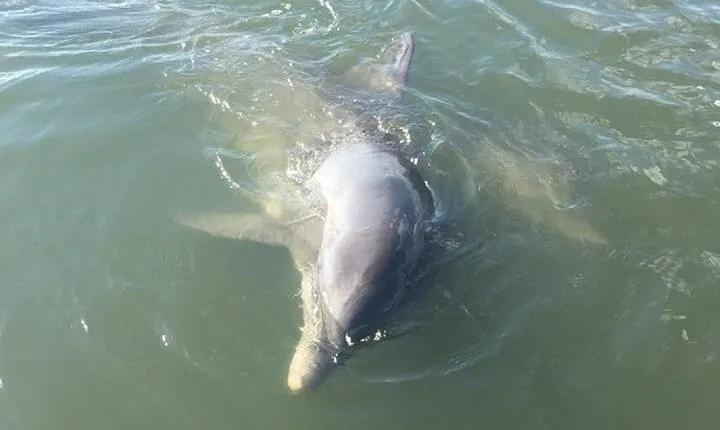 Private Charleston Dolphin and Eco Boat Tour