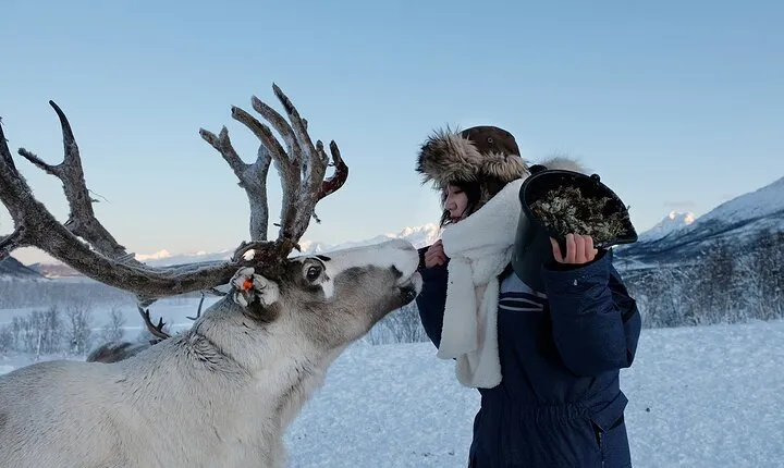 Reindeer feeding & Saami Culture