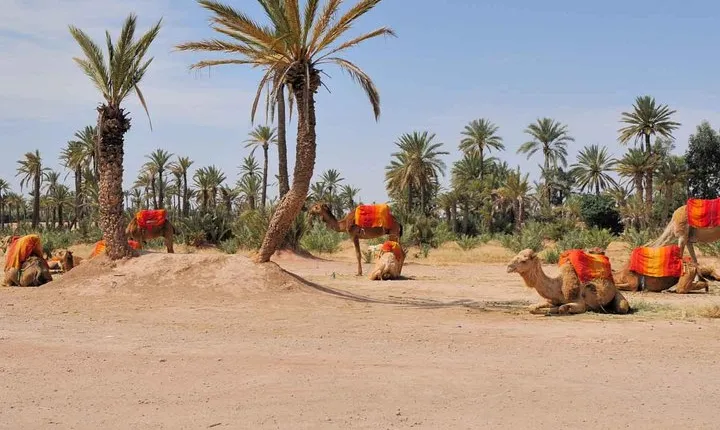 Best Sunset Camel Ride with tea break in Palm Grove of Marrakech
